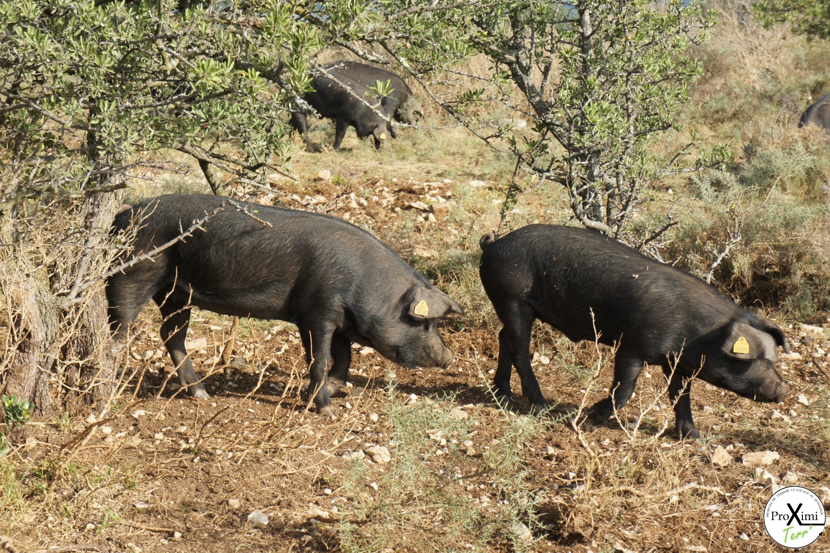 Viande de Porcs et Salaison